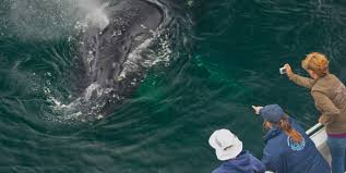 Choose from a wide variety of public cruises, including sunset cruises and whale watching cruises, and see oceans of marine life and spectacular coastline views. 8 Spitzenplatze Zur Walbeobachtung Visit California