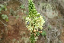 Image result for Albuca virens