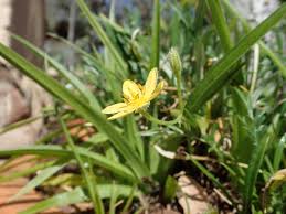 Image result for Hypoxis angustifolia