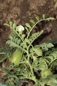 Image result for Eriosema flexuosum