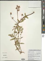 Image result for Melastomastrum segregatum