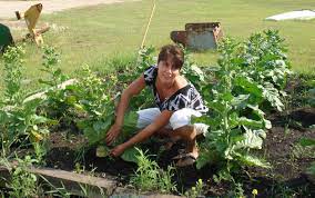 Read our handy growing guide at love the garden! The Fight To Keep Tobacco Sacred Scientific American