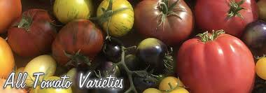 For gardeners looking for some different tomato varieties to try, here are 25 heirloom varieties with surprising colors and patterns. Heirloom Tomato Seeds Organic Heirloom Tomatoes From Tomatofest