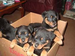 Последние твиты от puppies near me (@popular_domains). Free Rottweiler Puppies Near Me Petsidi