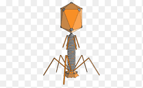 El ciclo lítico es una de las dos formas que tienen algunos virus para completar su ciclo de vida en el interior de las células que infectan. Bakteriophagen Virus Bakterien Lambda Phagen Phagen Therapie Bacteriofag Antibiotika Antimikrobielle Resistenz Png Pngegg