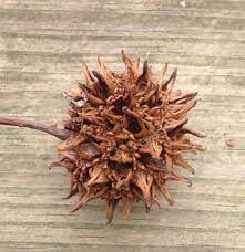 I believe you are referring to sycamore trees. The Most Dangerous Tree In The Suburbs American Orchard
