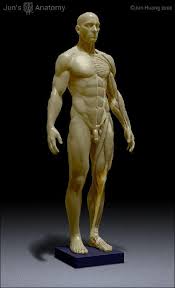 My scenes allows you to load and save scenes you have created. Human Male Anatomy Model 1 6th Scale Jun S Anatomy