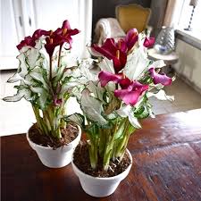 Check spelling or type a new query. Beautiful New Exclusive Calla Lily Frozen Queen Zantedeschia Garden Plants