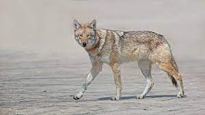 Coyotes Coyote Animal Coyote Hunting Desert Animals