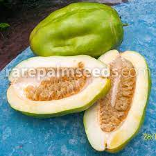 Passiflora quadrangularis, the giant granadilla, barbadine (trinidad), grenadine (haiti), giant tumbo or badea, is a species of plant in the family passifloraceae. Passiflora Quadrangularis Giant Granadilla Buy Seeds At Rarepalmseeds Com