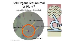 Cuboidal epithelium is commonly found in secretive tissue such as the exocrine glands , or in absorptive tissue such as the pancreas, the lining of the kidney tubules as well as in the ducts of the glands. Cell Organelles Animal Or Plant Objective To Compare