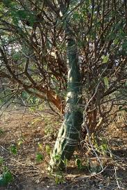 Image result for Adenia fruticosa
