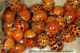 Large numbers collect on outside walls warmed by the sun, especially on the south and southwest sides. A Guest For The Winter Asian Ladybug Land Between The Lakes