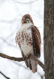 A 10 month old baby during bath time. From A Bit Of A Distance Thought A Baby Red Tail Hawk Was An Owl Once Red Tailed Hawk Hawk Animals Beautiful