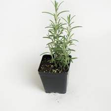 Check spelling or type a new query. Rosemary Arp Plants For Sale Rosmarinus Officinalis The Growers Exchange