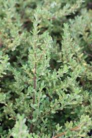 Image result for Ormocarpum kirkii