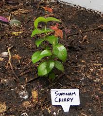 The surinam cherry is adapted to tropical and subtropical regions. Surinam Cherry An Excellent Fruit The Survival Gardener