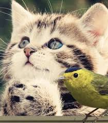Bird Safe Cat Collar Canada Why Not Just Bell The Cat Cats And Birds Cats And Birds