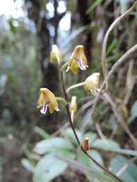 Image result for Polystachya fusiformis × lindblomii