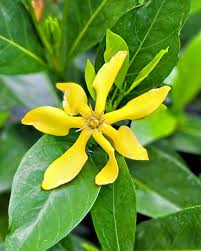 Image result for Gardenia cornuta