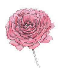 Ranunculus Flower Drawing Flower Drawing Flower Art Flower Painting