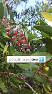 Image result for Apodytes