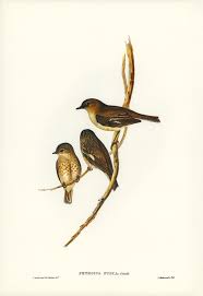 Free Public Domain Www Rawpixel Com Dusky Robin Petroica Fusca Illustrated By Elizabeth Gould 1804 Ndash Birds Of Australia Illustration Beautiful Birds