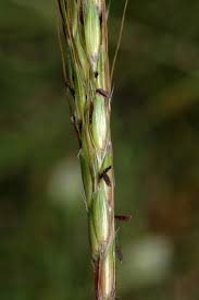 Image result for Bothriochloa radicans