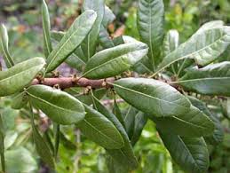 Male and female plants needed for good fruit development. Southern Bayberry Morella Caroliniensis