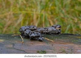 Image result for marten poop
