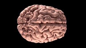 Human Brain 3d Scan Model Human Brain Brain Mri Scan