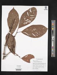 Image result for Garcinia pachyclada