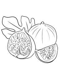 Fig Fruit Coloring Pictures Print Flower Coloring Pages Printable Flower Coloring Pages Fig Images