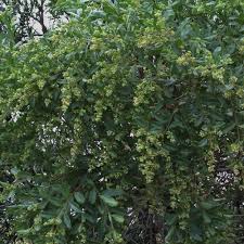 Image result for Ozoroa longipes