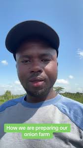 How we are preparing our onion farm to achieve the famous 15 tonnes per  acre#onionfarmingkenya #youthinagriculture #farminginafrica #farming  #onionnursery #agribusiness #vegetablefarming ...