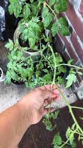 Unfortunately, there are a limited allowing broken and damaged branches to remain on plants wastes valuable resources as the plant. My Tomato Plant Snapped In Half During The Rainstorm Last Night Will It Grow Back Gardening