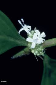 Image result for Spermacoce annua