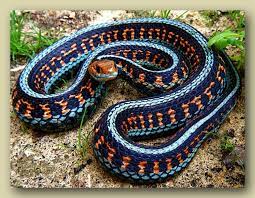 Striped Garter Snake Thamnophis Sirtalis Of Canada And The U S Snake Beautiful Snakes Animal Clipart