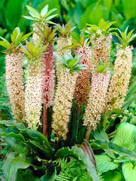 Image result for Eucomis