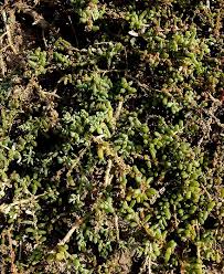 Image result for Suaeda monoica