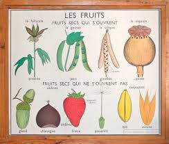 Botanique Vintage Affiche Scolaire Double Face D Ecole Etsy Botanical Collage Botanical Poster School Posters