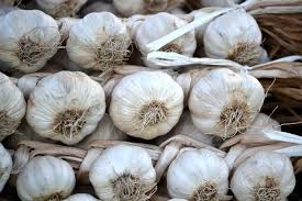 Garlic can stay fresh for about six to eight months when kept as one whole head unpeeled in a dry place. When To Plant Garlic In The Fall The Old Farmer S Almanac