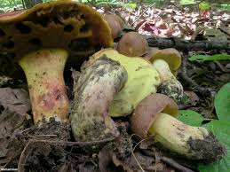 Image result for Boletus speciosus