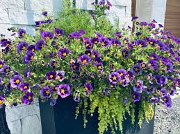 Image result for foto Million Bells