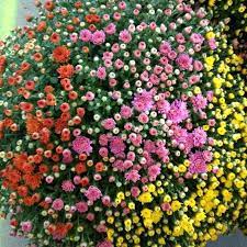 Plants That Repel Bugs Chrysanthemum You Ll Enjoy Pops Of Color With Chrysanthemums The Blooms Contain Pyrethrum Plants That Repel Bugs Patio Plants Plants