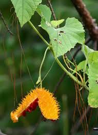Image result for Momordica foetida