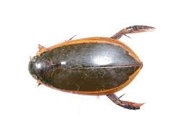 Check spelling or type a new query. Three Punctured Diving Beetle The Australian Museum