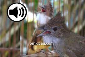 Suara burung cucak jenggot: 5 Variasi masteran | OM KICAU