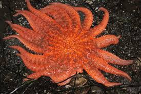 This animal is more than three feet wide and one of the fastest animals in its biome! Sunflower Seastar Alchetron The Free Social Encyclopedia