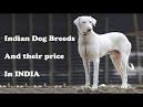 20 Indian dog breeds list, Guard Dogs, Names, Height ...